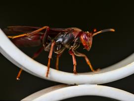 Hornisse, Elis Pest Control